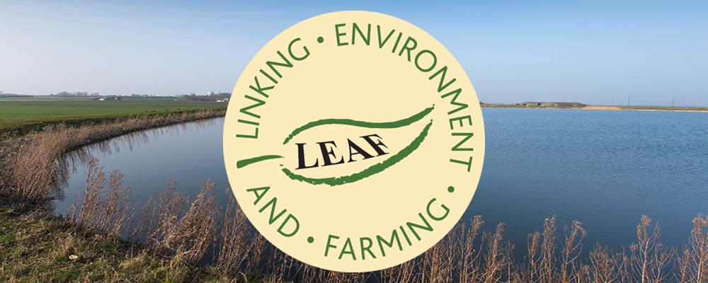 leaf layeredv2.jpg